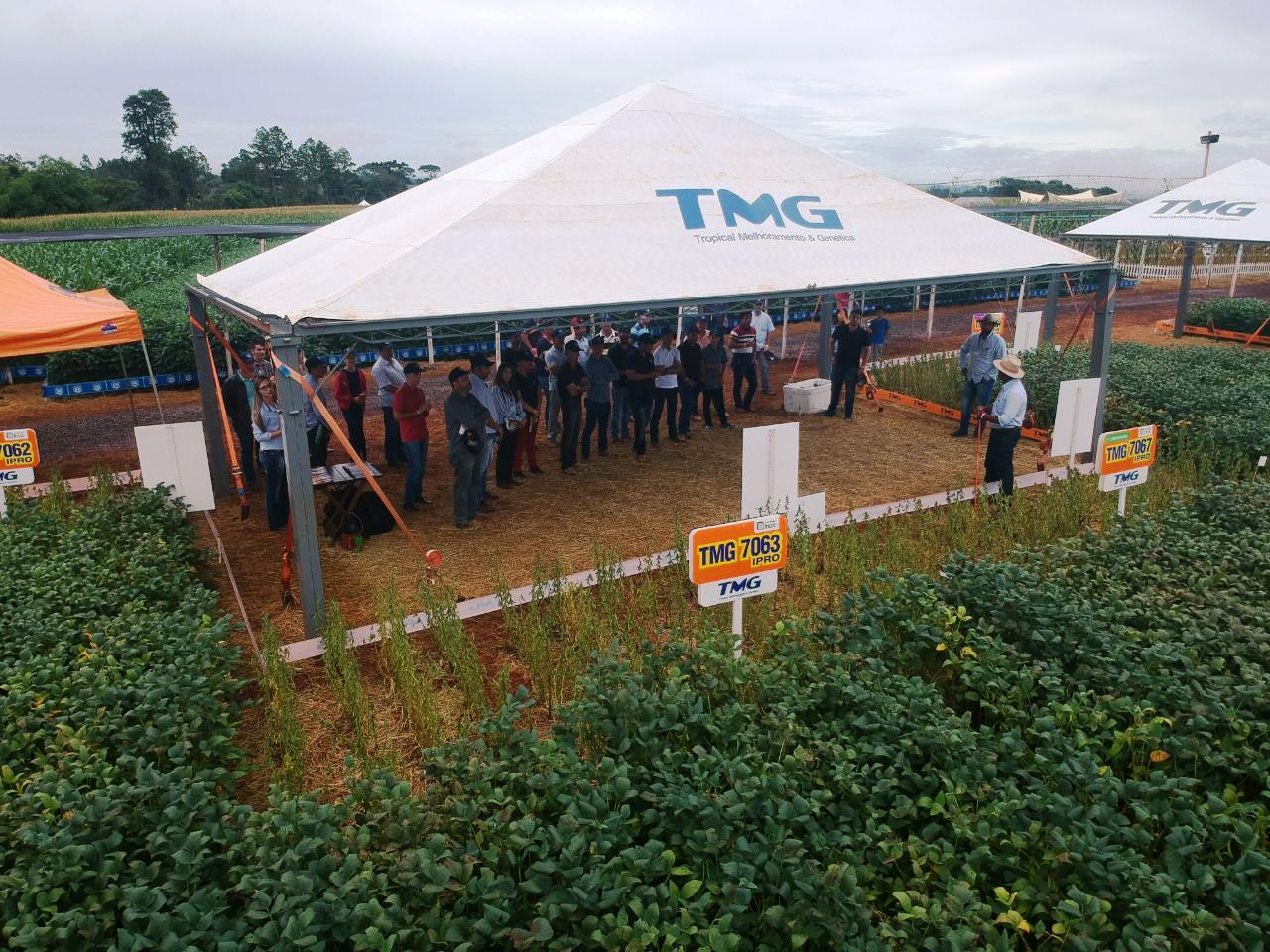 TMG participa de grandes eventos agrícolas com novidades em soja