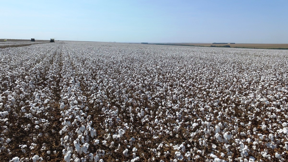 Cultivares de algodão TMG mostram diferenciais competitivos em qualidade de fibra