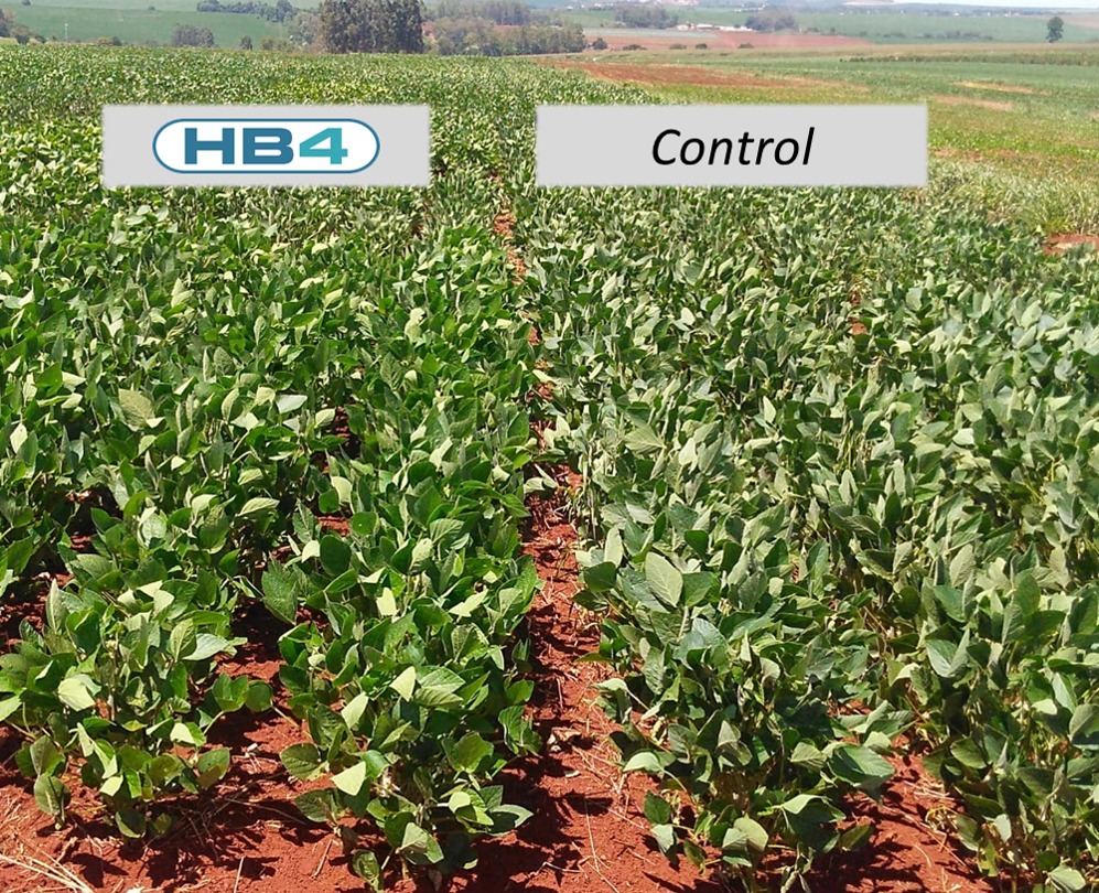 Tecnologia HB4® é apresentada aos agricultores