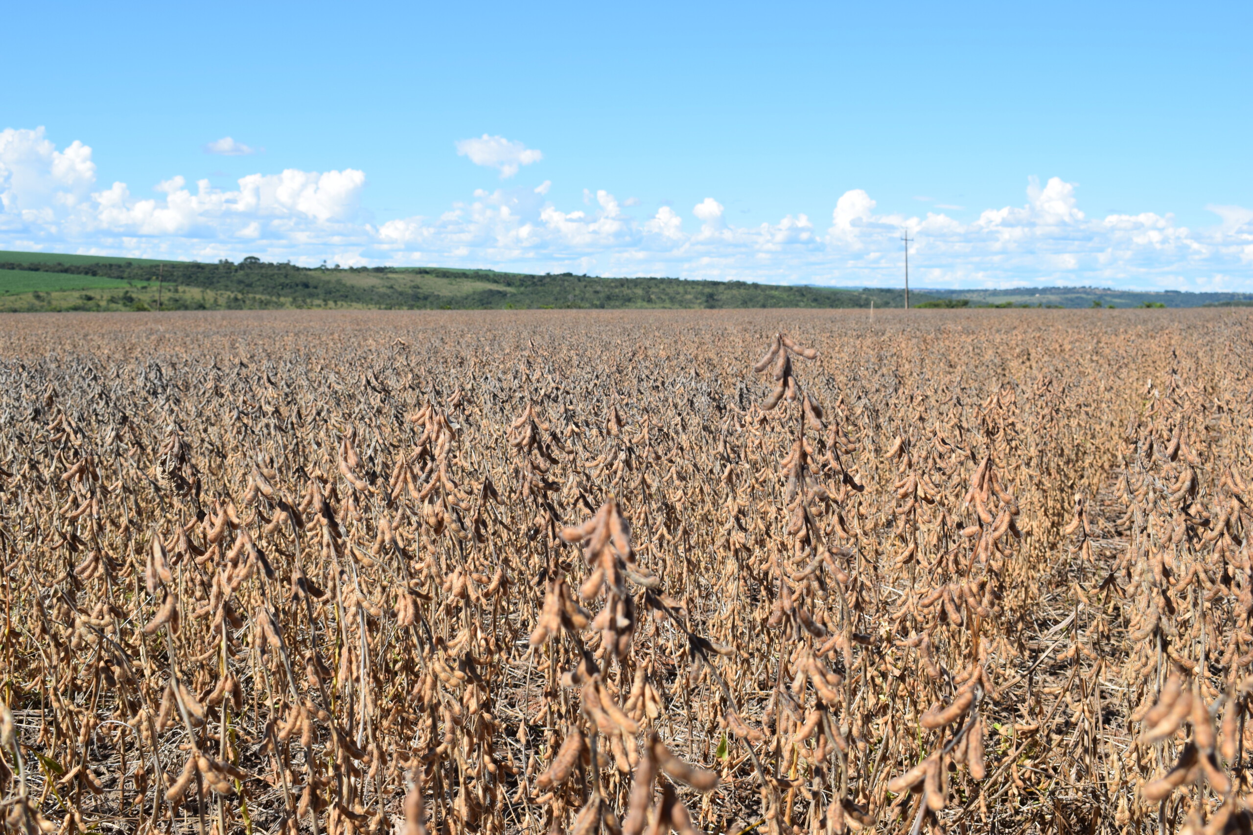 Soja precoce é oportunidade para produtores de algodão irrigado iniciarem a safra mais cedo