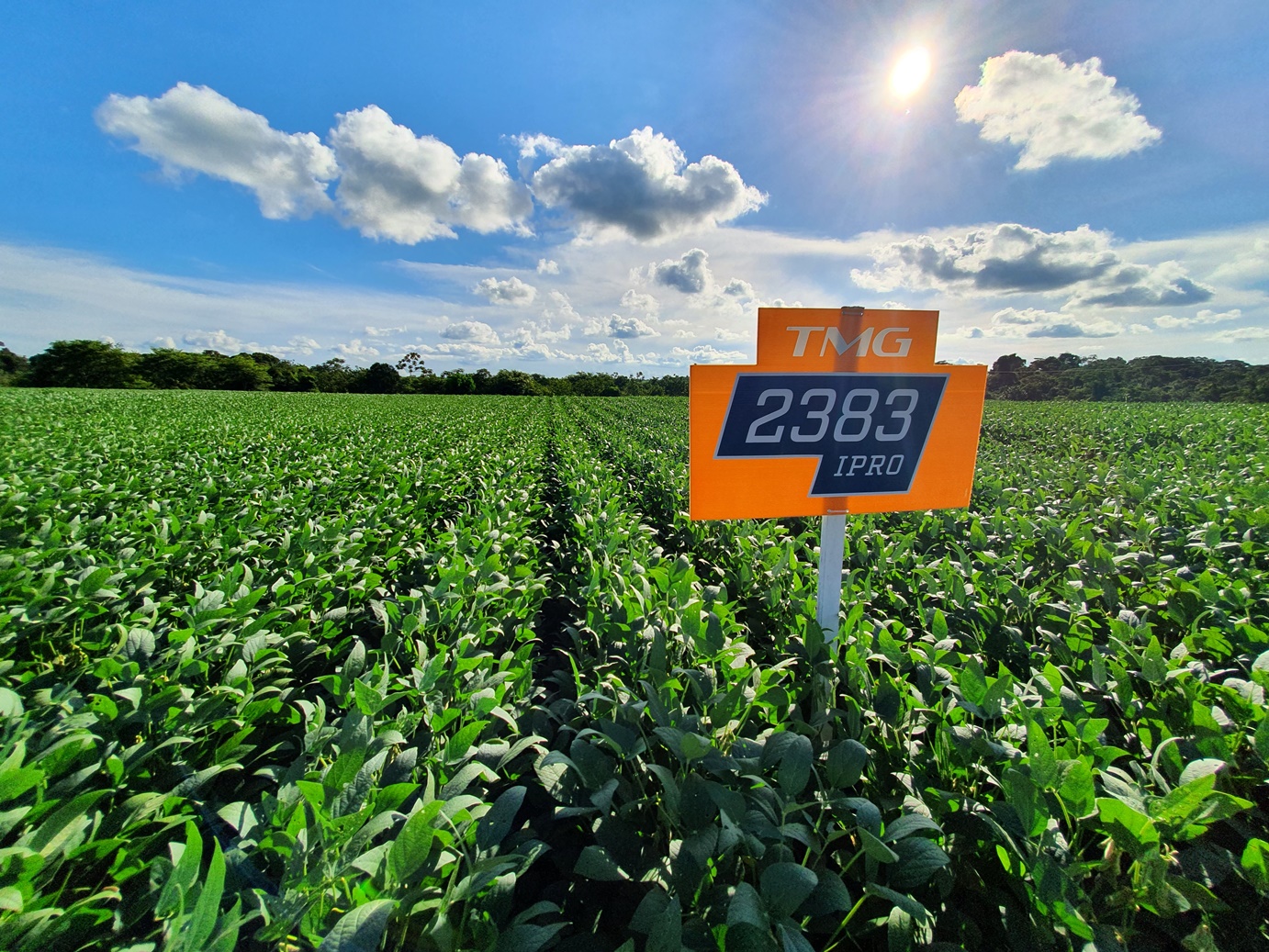 Safra de soja 2020/21 impõe desafios climáticos do plantio à colheita