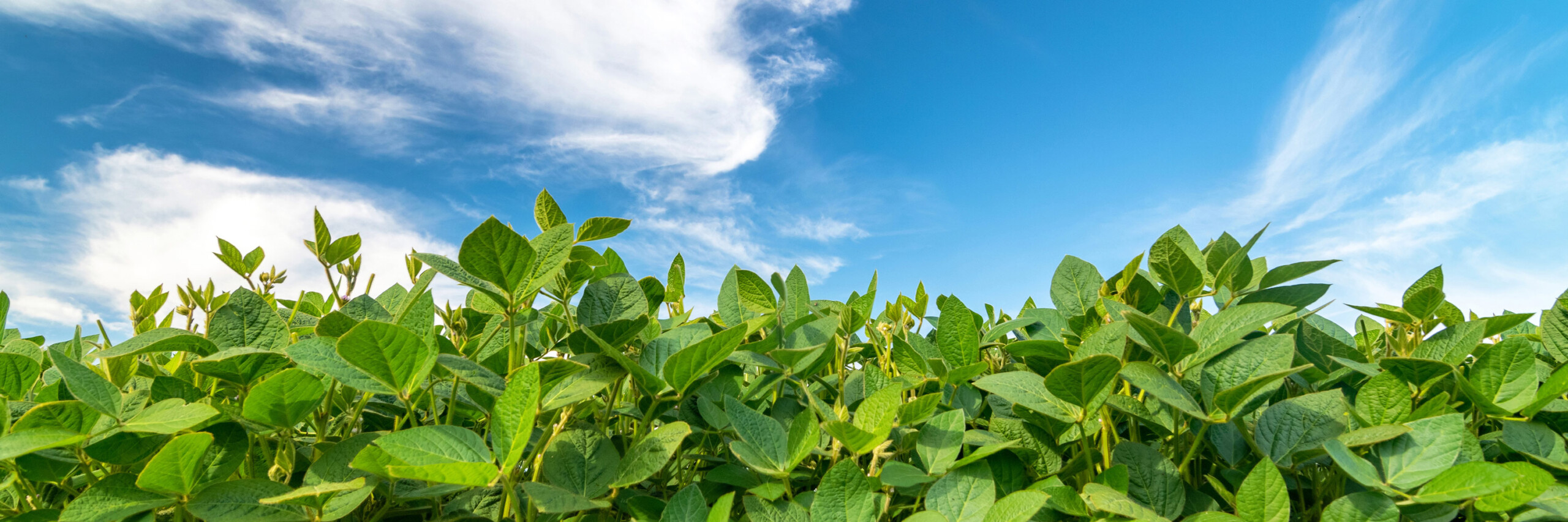 App ajuda a proteger lavouras de soja contra doenças