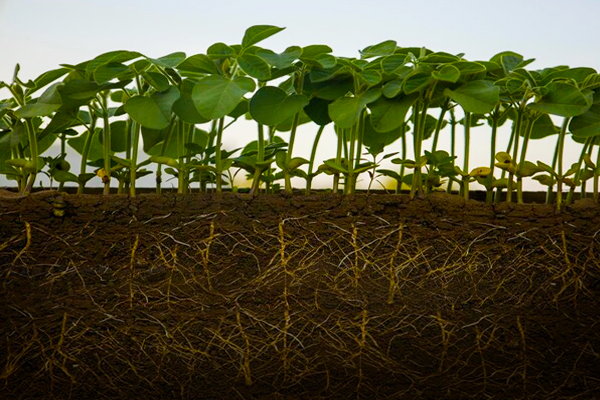 Nematoide de cisto da soja: Como proteger sua lavoura e preservar a produtividade.