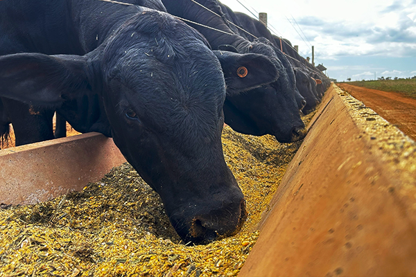 Melhoramento genético do milho: produtividade mais alta e nutrição animal fortalecida