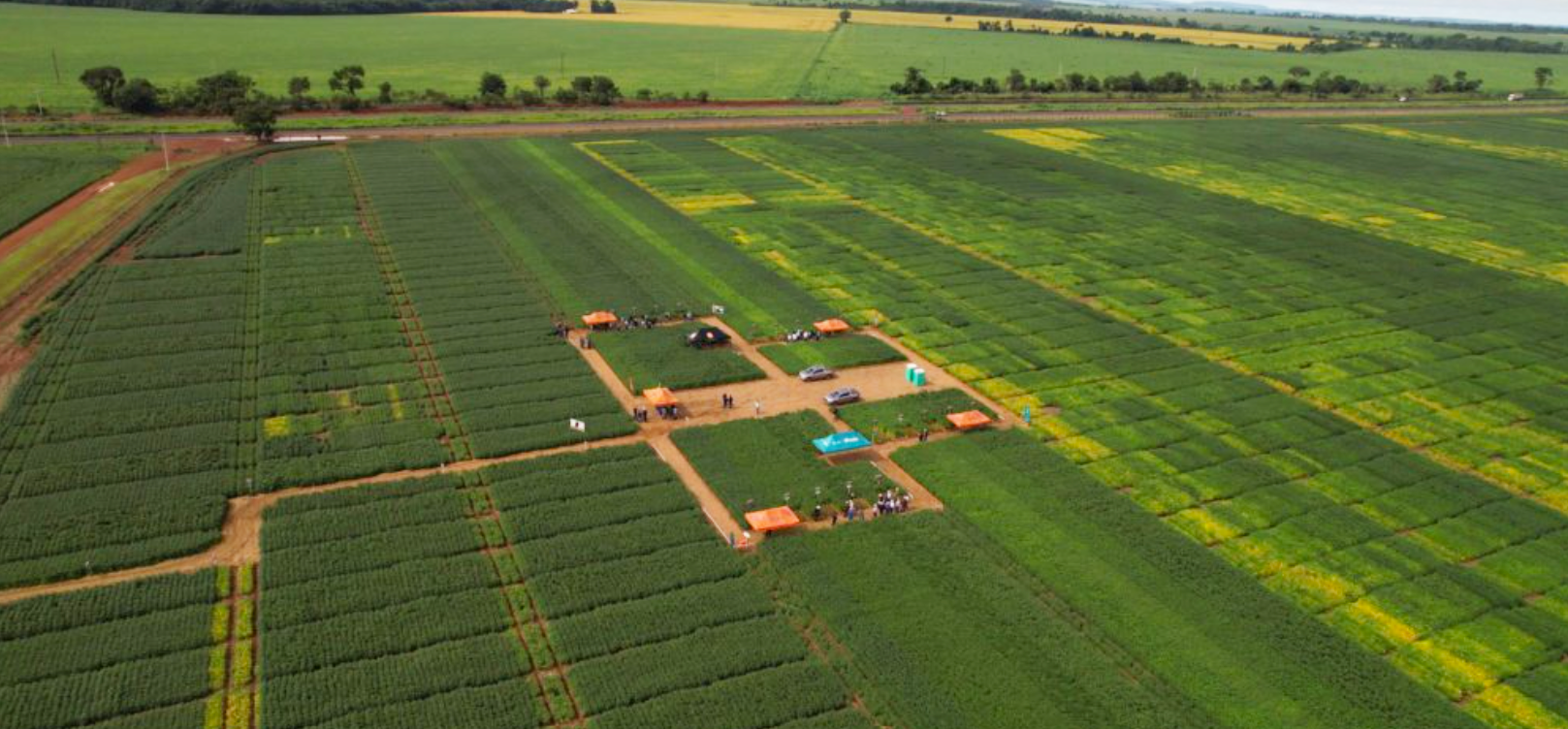 TMG amplia base de pesquisa em Rio Verde (GO) e reforça desenvolvimento de cultivares