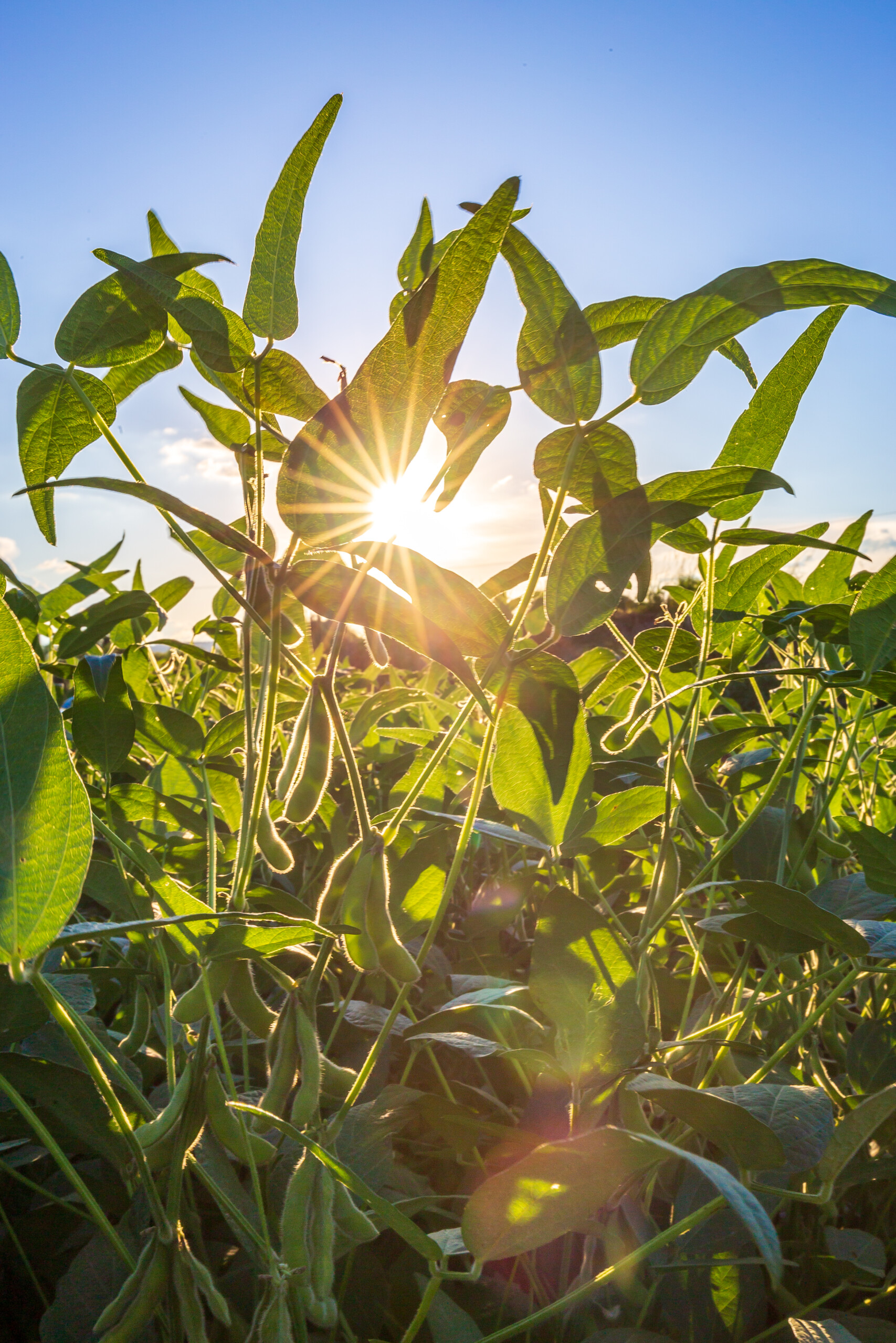 Nematoide de cisto da soja: como proteger sua lavoura e preservar a produtividade.